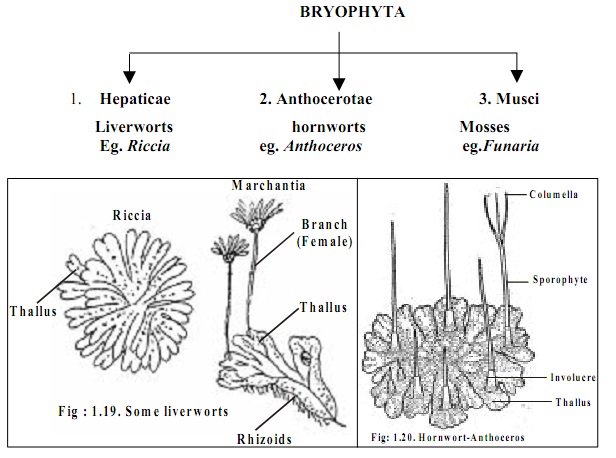 Classification of Bryophyte | Homework Help | Assignment ... diagram of riccia 